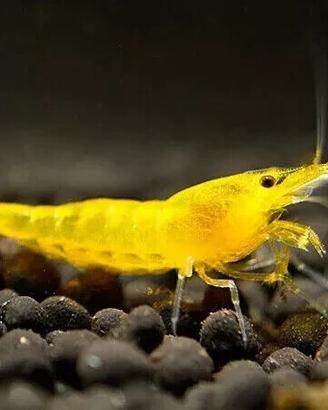 Neocaridine yellow fire + omaggio mangime