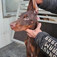 Dobermann - Cuccioloni di alta genealogia