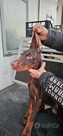 Dobermann - Cuccioloni di alta genealogia