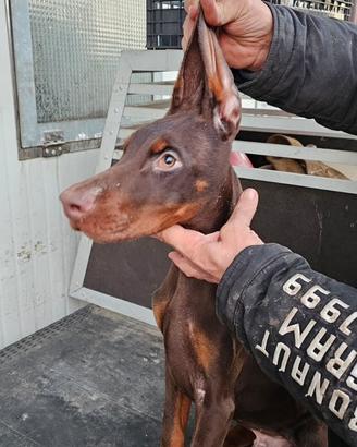 Dobermann - Cuccioloni di alta genealogia
