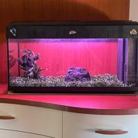 Acquario 80 Litri