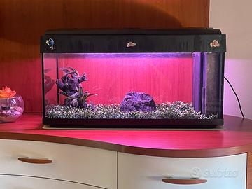 Acquario 80 Litri