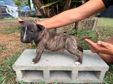 bull terrier miniature 