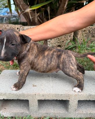 bull terrier miniature 