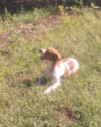 Breton cucciola