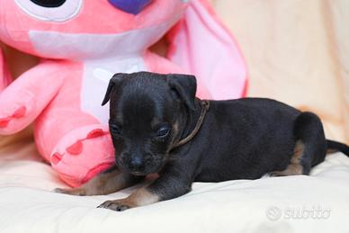 American pitbull terrier