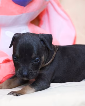 American pitbull terrier