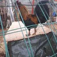 Marans