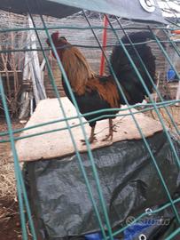 Marans