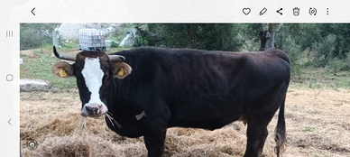 Si cede vacca a vita