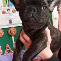 Bulldog francese Toy