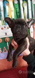 Bulldog francese Toy
