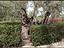 Immagine 13