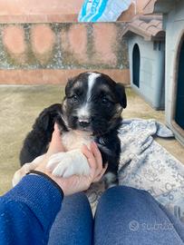 Cuccioli border collie incrocio