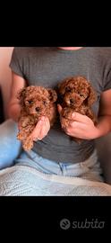 cuccioli barboncino toy