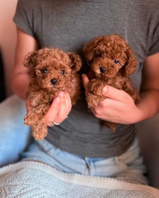 cuccioli barboncino toy
