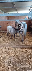 Mini pony