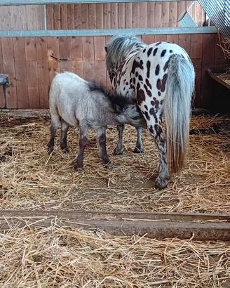 Mini pony