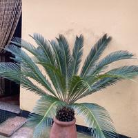 Cycas