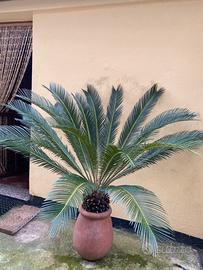 Cycas