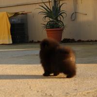 Ostin nano spitz