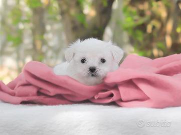 Maltese femmina disponibile