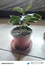 pianta dracaena