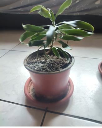 pianta dracaena