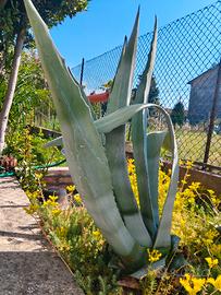 Agave verdi