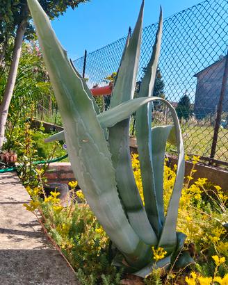 Agave verdi
