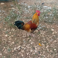 Gallo da monta possente