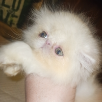 Cuccioli di gatto persiano