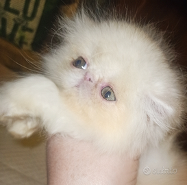 Cuccioli di gatto persiano