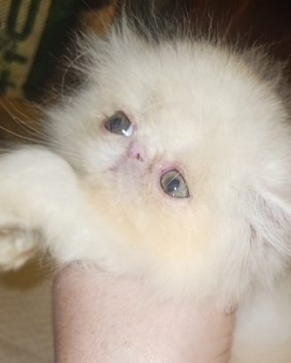 Cuccioli di gatto persiano