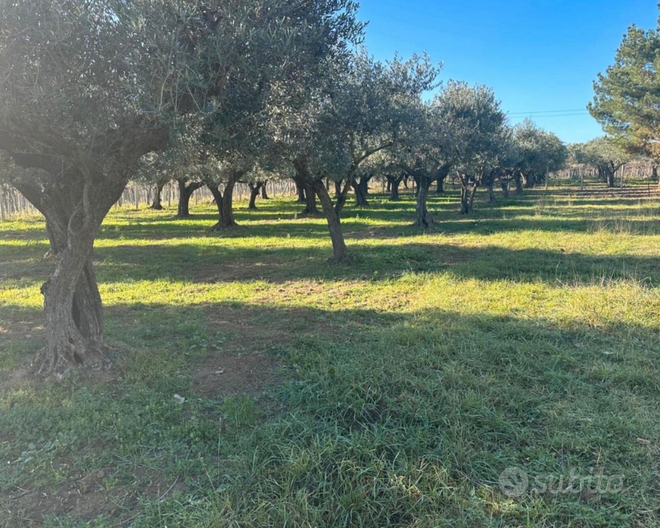 Fabbricato con terreno e uliveti - Vista 2