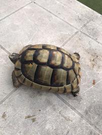 Tartaruga