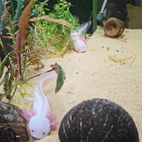 Axolotl