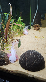 Axolotl