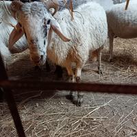 Montone bagnolese 18 mesi