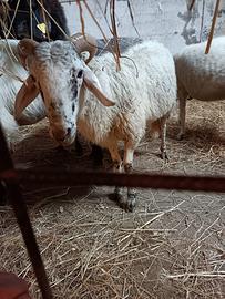 Montone bagnolese 18 mesi