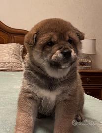Cucciolo di shiba inu con pedigree enci