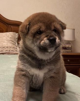 Cucciolo di shiba inu con pedigree enci