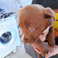 Cuccioli Pitbull