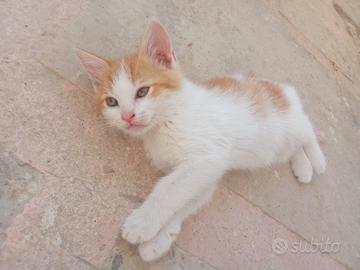 Meravigliosi cuccioli incrocio RAGDOLL