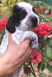 Cocker Spaniel 