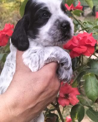 Cocker Spaniel 