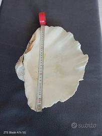 tridacna gigas 