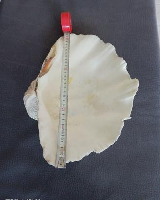 tridacna gigas 