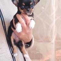 Chihuahua femmina