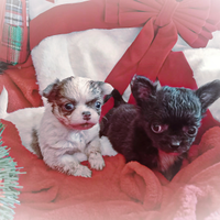Coppia Mini chihuahua pelo lungo